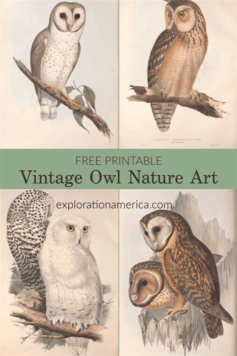 FREE Printable Owl Art Posters Beautiful Vintage Nature Scenes