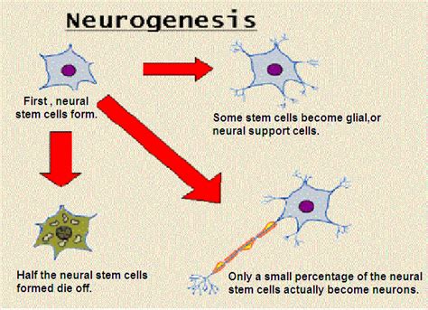 Neurogenesis