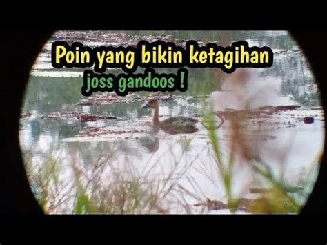 Berburu Di Spot Rawa Poin Belibis Dan Burung Mandar Joss Gandooss