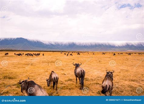 Bestand Von Wilde Tiere Und Wilde Tiere Im Ngorongoro Krater