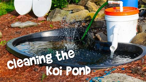 Cleaning The Koi Pond Youtube