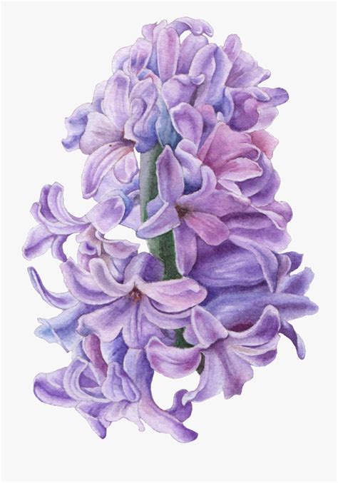 Hd Hand Drawn Hyacinth Flower Png Transparent Purple Hyacinth