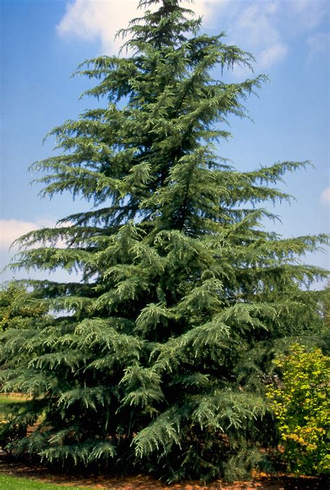 Cedrus Deodara Himalayan Cedar Deodar Cedar Van Den Berk Nurseries