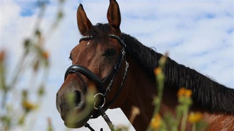 Prot Ger Les Voies Respiratoires De Votre Cheval Au Printemps