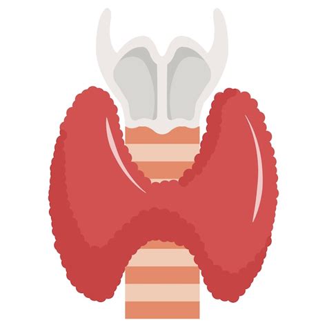 Premium Vector Thyroid Gland Vector