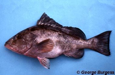 Epinephelus Morio Discover Fishes