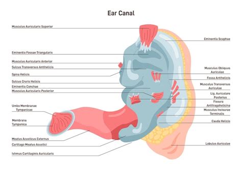 Premium Vector Human Ear Anatomy Sound Sensory Organ Inner Canal Ears Internal