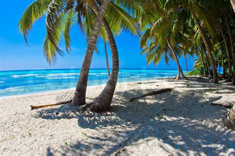 Strand Mit Palmen Stock Bild Colourbox