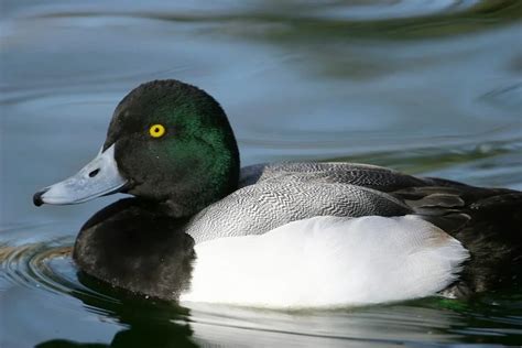 7 Ducks With Green Heads North America (ID, Photo)