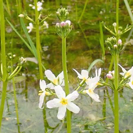 Water Violet Hottonia Palustris Native Wetland Plants