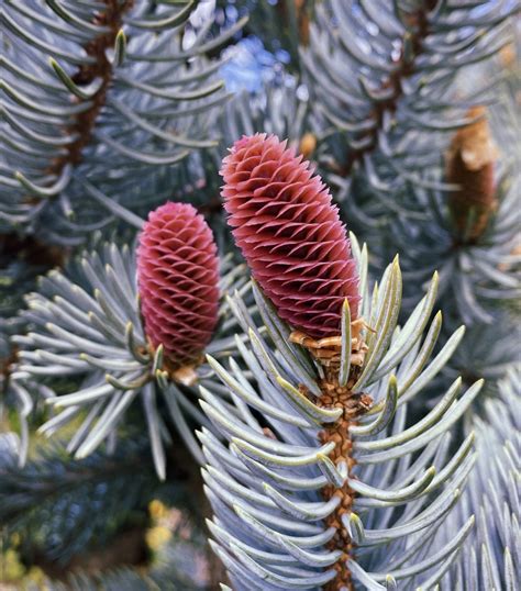 Ель колючая Хупси Picea Pungens Hoopsii Интернет магазин садовых