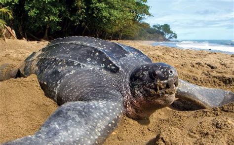 Ecuador Nacen 9 tortugas laúd la más grande del mundo y se encuentra