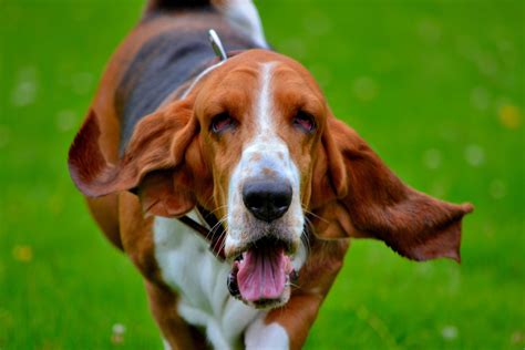 My Beautifull Dog Basset Hound Bassett Hound Basset