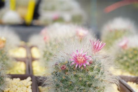 12 Types of Cactus (with Pictures) | House Grail