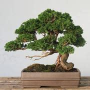 Bonsai Pepe Attrezzi E Vasi Per Bonsai Come Realizzare Un Bonsai