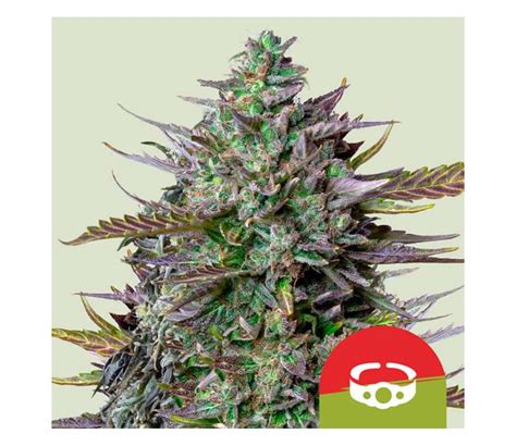 Goat Lato Auto By Royal Queen Seeds La Huerta Grow Shop