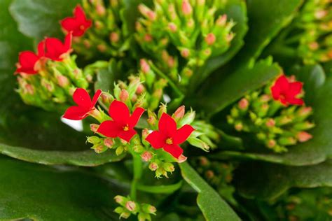 Kalanchoe Blossfeldiana Cuidados Y Todos Los Consejos Para Mantenerlo