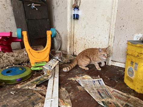 Hoarding Case 40 Cats Rescued From Hoarding Situation