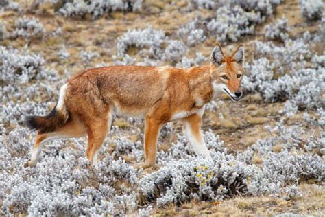 Top 10 Most Endangered Animals in Africa - Species Near Extinction