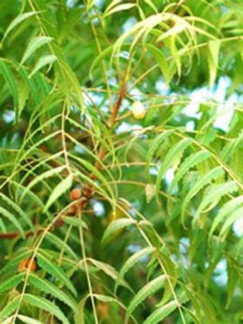 नीम के फायदे 8 Benefits Of Neem Hindi Gupsup