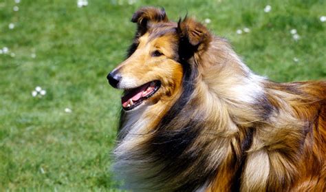 Collie Dog Breed Information