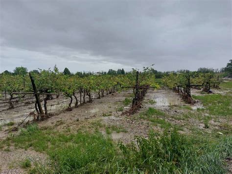 Alluvione Romagna Coldiretti Mila Aziende Agricole Sott Acqua Danni