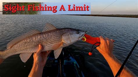 Redfish Limit Sight Fishing In Inches Of Water Kayak Fishing Texas