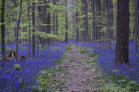 Blue Forest Stock Image Image Of Quiet Grass Blossom 100871177