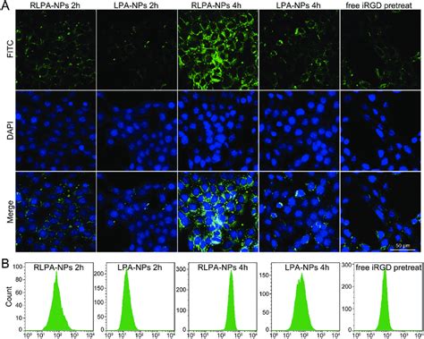 CLSM A And FCM B Results Of 4T1 Cells After Treatment With RLPA NPs