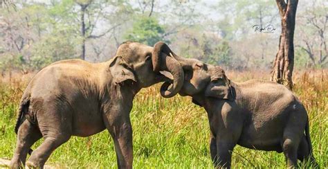 Manas National Park becomes a paradise for wildlife as human stays away ...