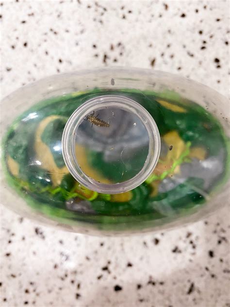 Raising Ladybugs - Olivia Michelle