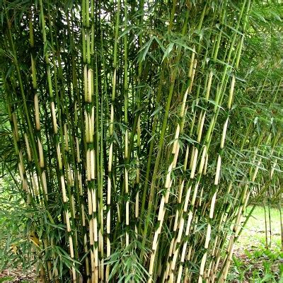 Bambou Fargesia Pingwu Vente En Ligne De Plants De Bambou Fargesia