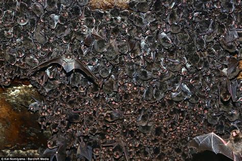 Pictures Reveal Thousands Of Bats Huddling In Japanese Cave Daily