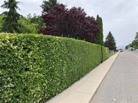Hedge Alternatives Part 2 Okanagan Xeriscape Association