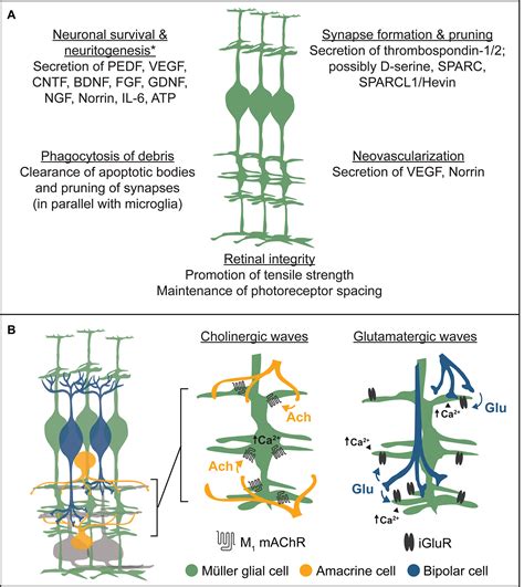 Frontiers M Ller Glia In Retinal Development From Specification To