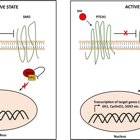 Sonic Hedgehog Signaling Pathway In The Absence Of Sonic Hedgehog