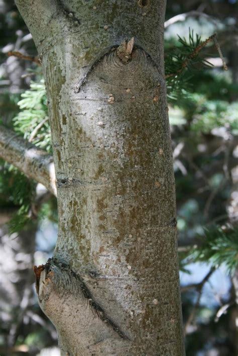 Speckled Alder The Morton Arboretum