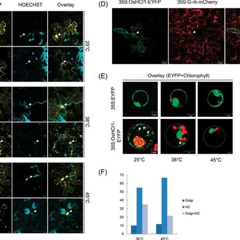 Subcellular Localization Of The OsHCI1 EYFP Fusion Protein Each