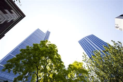 The Best Tree Disease Treatments - Harford Tree