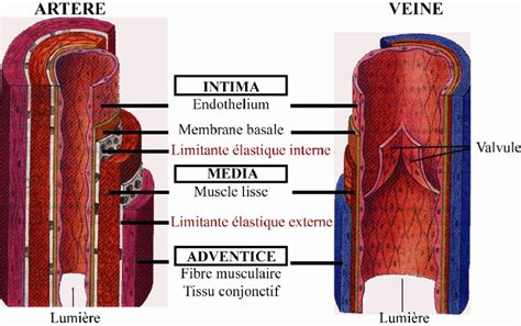 Quelle est la différence entre les artères et les veines Structure