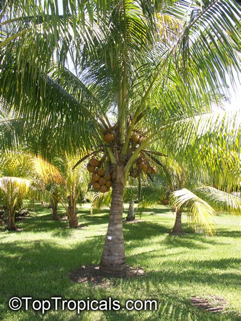 Cocos Nucifera Coconut Palm Coco Do Baia