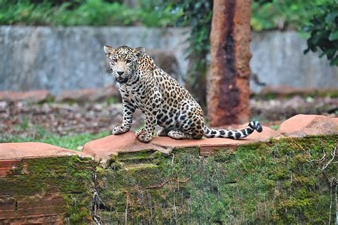 BioParque Vale Amazônia realiza programação especial no mês do meio