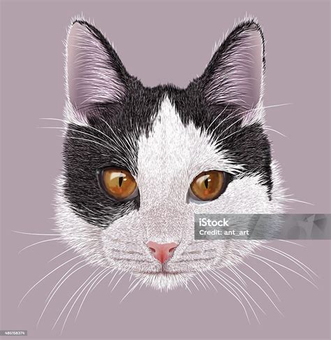 Ilustrasi Potret Kucing Domestik Ilustrasi Stok Unduh Gambar Sekarang