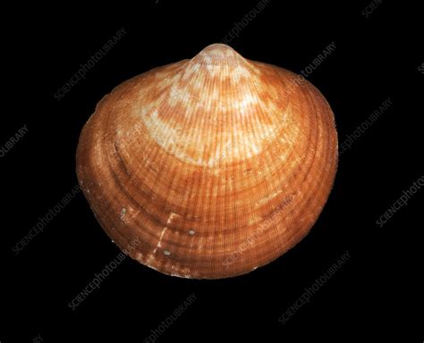 American Bittersweet Clam Shell Stock Image C0298357 Science