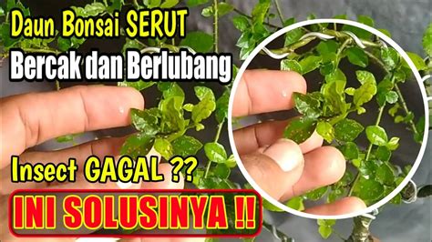 Cara Mengatasi Penyakit Daun Bonsai Serut Setelah Insect Gagal