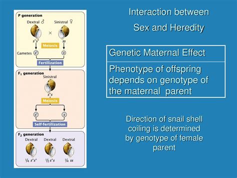 Additional Genetic Patterns Ppt Download