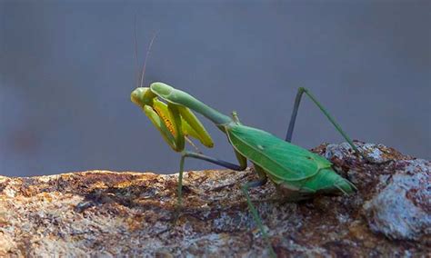 Desert Insects and Spiders - DesertUSA