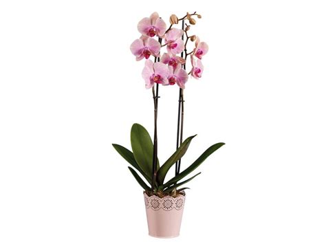 multiPROMOS Phalaenopsis V12 cerâmica