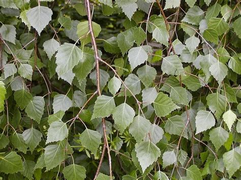 Herbár – Breza – Zálesáctvo, prežitie v prírode a staroživot