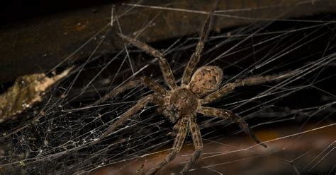 Venomous Spiders In New Jersey Nature Blog Network